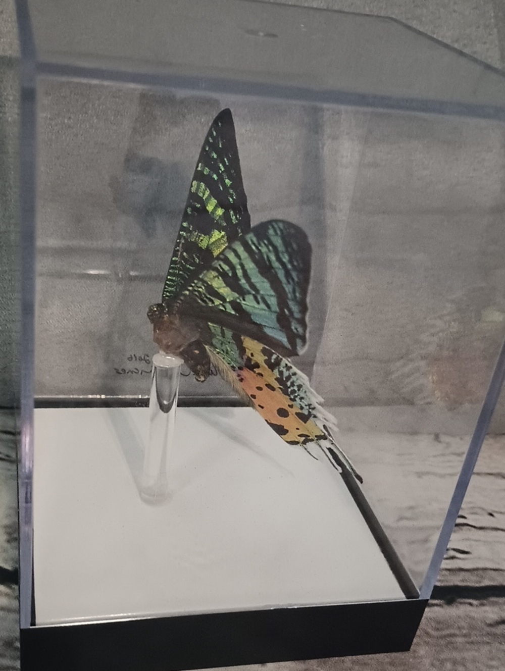 Butterfly Gallery Steve Alberanes Mounted Madagascar Sunset Moth 4*5 Box - Picture 4 of 7